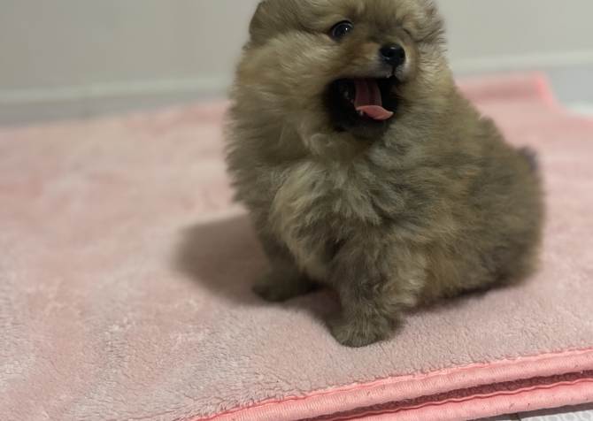 Pomeranian